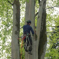 Baumpfleger Benjamin Lakowski bei der Arbeit (Foto: Martin Fuchs)