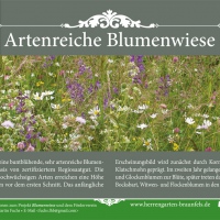 Die Blumenwiese bei der Ahornallee wurde 2018 neu angelegt. 