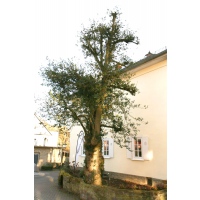 Ilex aquifolium (Stechpalme) am Kurpark 6 in Braunfels. (Foto: Volker André Bouffier)